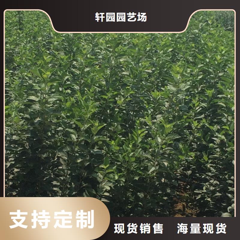 【苹果】,梨树苗详细参数
