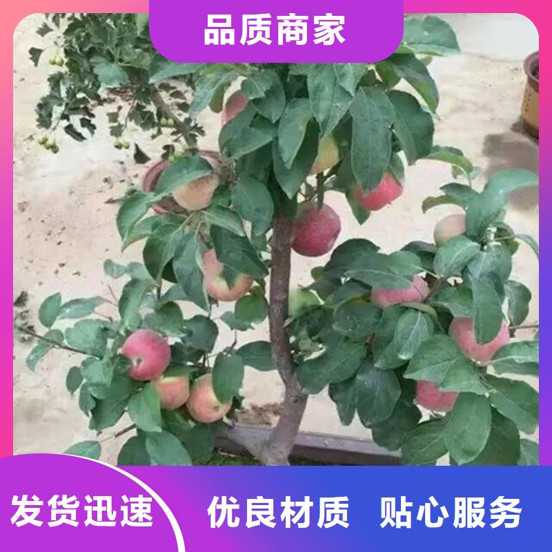苹果,【猕猴桃苗】工期短发货快