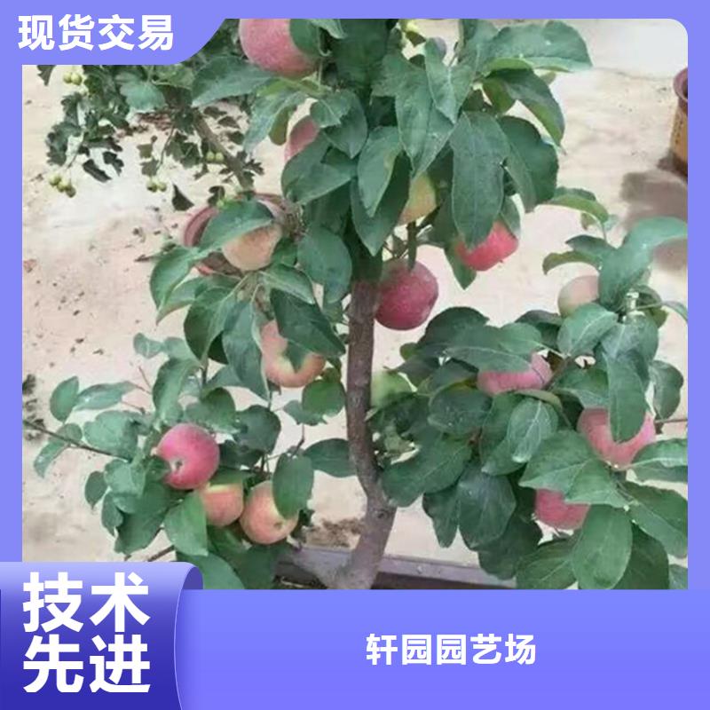 苹果_梨树苗一站式服务