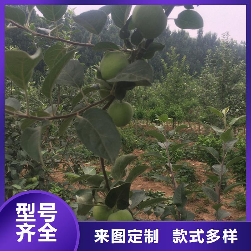 玛瑙红石榴苗视频-玛瑙红石榴苗|郑州市|新郑|巩义|平顶山|信阳|新乡|南阳|三门峡|濮阳|驻马店