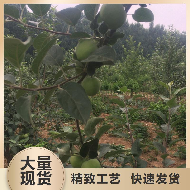 苹果苹果苗厂家直销货源充足