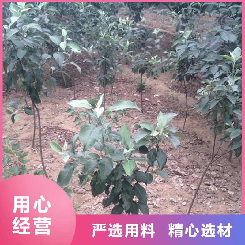 苹果_【草莓苗】一手货源源头厂家