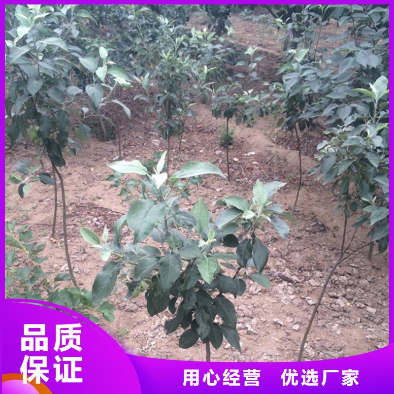 苹果【杏树苗】多年行业经验