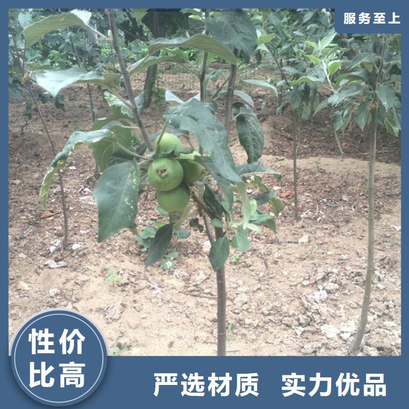 苹果_梨树苗一站式服务