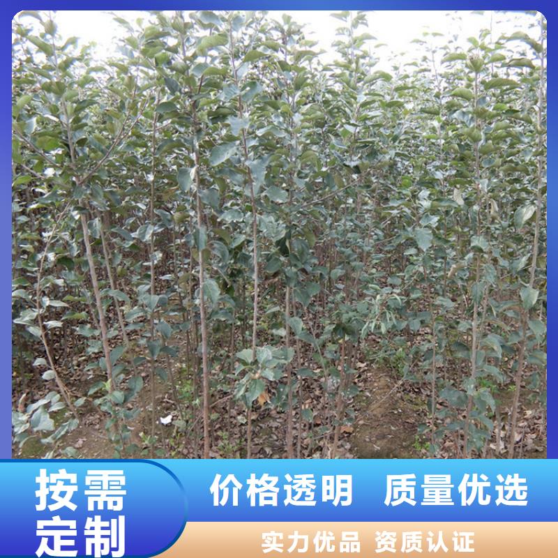 【苹果苹果苗工厂直营】