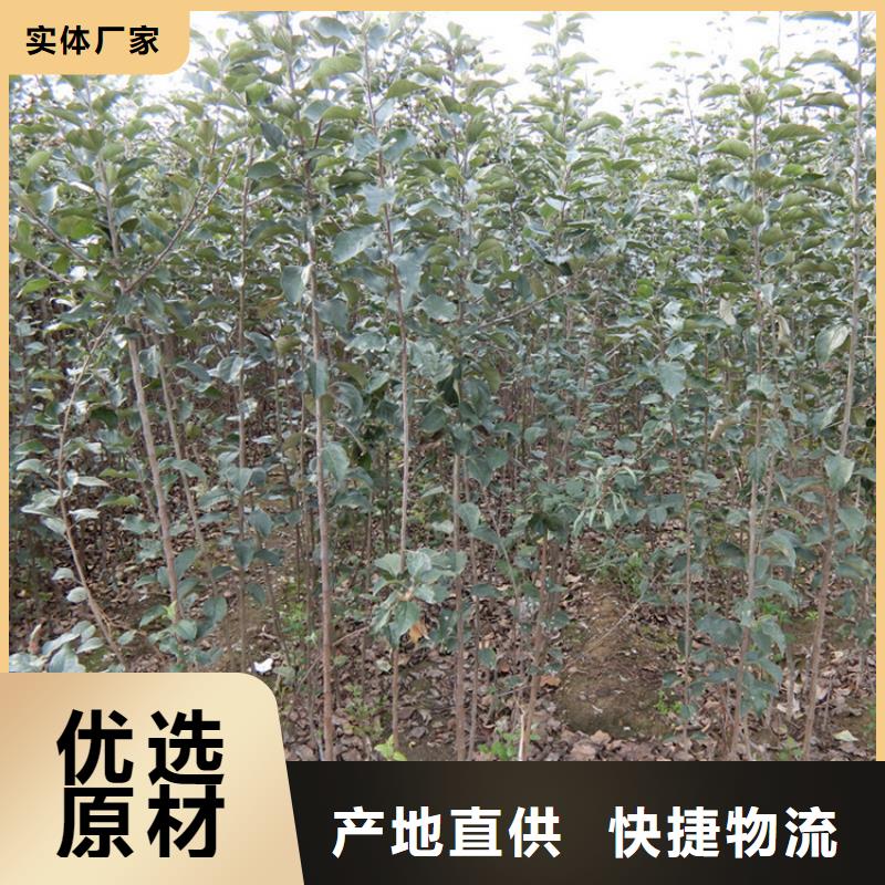 苹果樱桃苗源头实体厂商