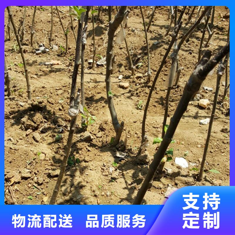 苹果樱桃苗海量库存