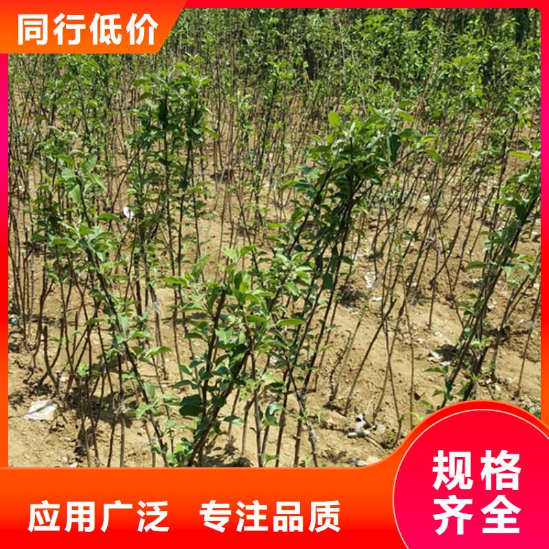 【苹果石榴树质检严格】