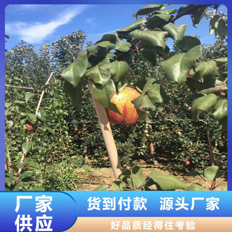 【 梨树_北美冬青细节决定成败】-轩园园艺场(柳州市分公司)
