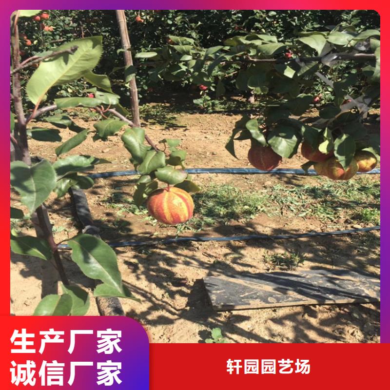 梨树_【苹果苗】现货销售-市场覆盖|衡南|南岳|娄底|张家界|常德|郴州|岳阳|怀化|株洲-阿奇乐乐