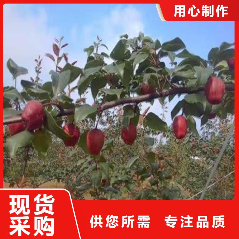 梨树【蓝莓苗】定制销售售后为一体