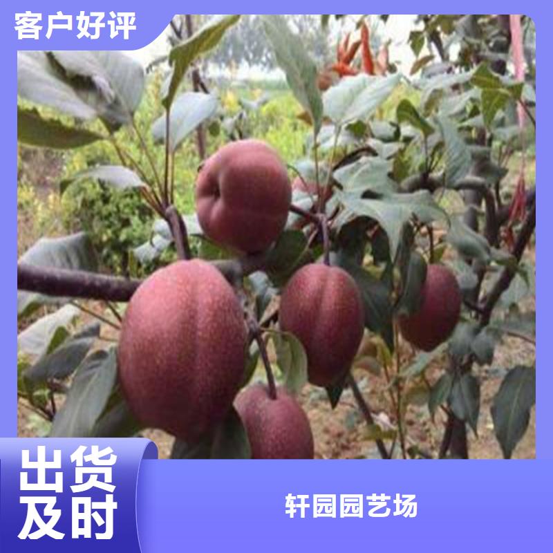 玛瑙红石榴苗-视频-新疆玛瑙红石榴苗-【同城】 【附近】可服务区域克拉玛依|伊犁|乌鲁木齐