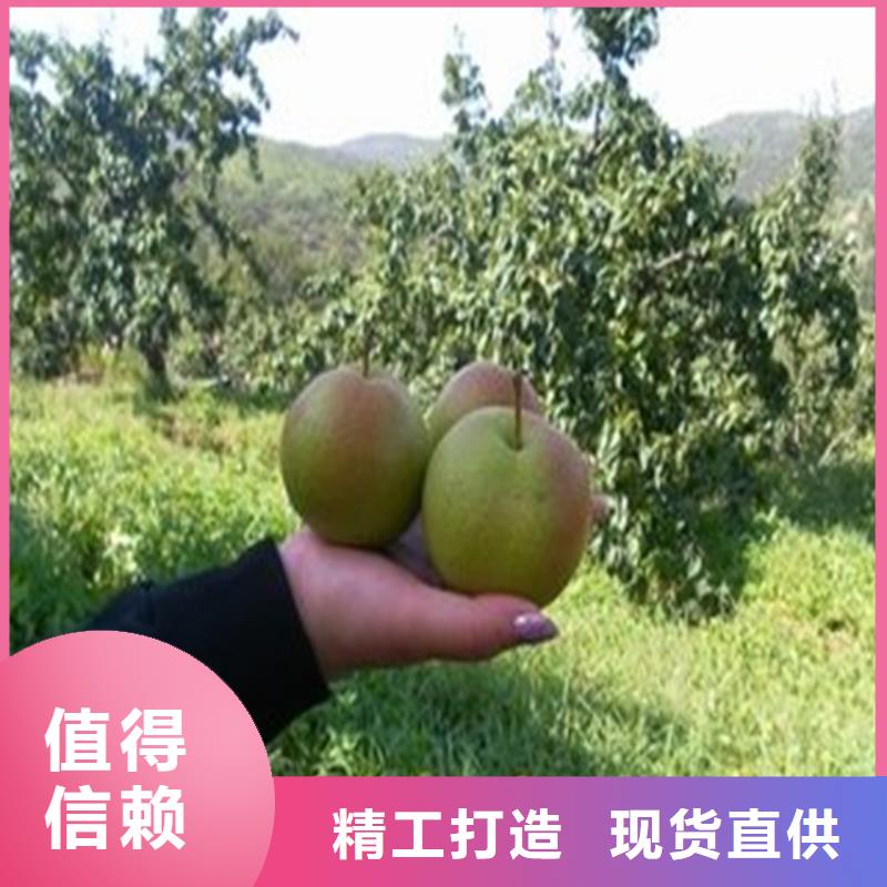 梨树,樱桃苗设备齐全支持定制