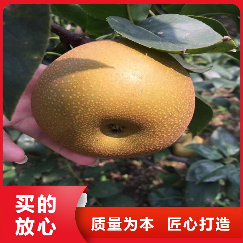 轩园【 梨树石榴树满足您多种采购需求】-业务覆盖区域|克拉玛依|乌鲁木齐|伊犁-阿奇乐乐