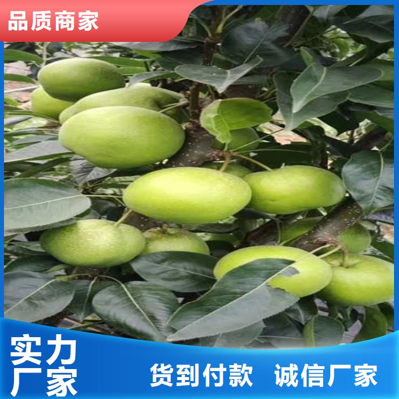 梨树李子苗产品细节参数