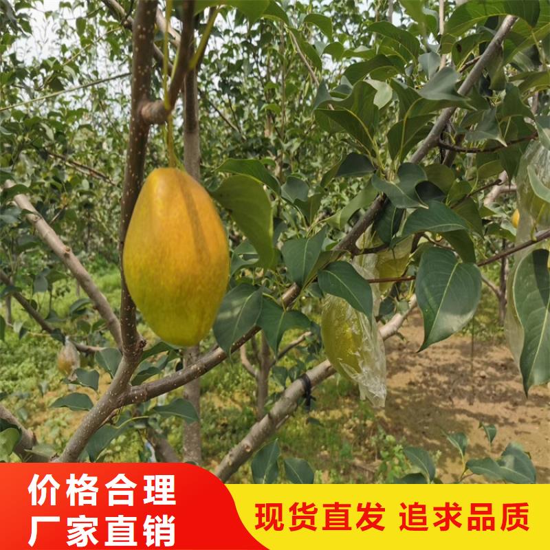 梨树_【苹果苗】现货销售-市场覆盖|衡南|南岳|娄底|张家界|常德|郴州|岳阳|怀化|株洲-阿奇乐乐