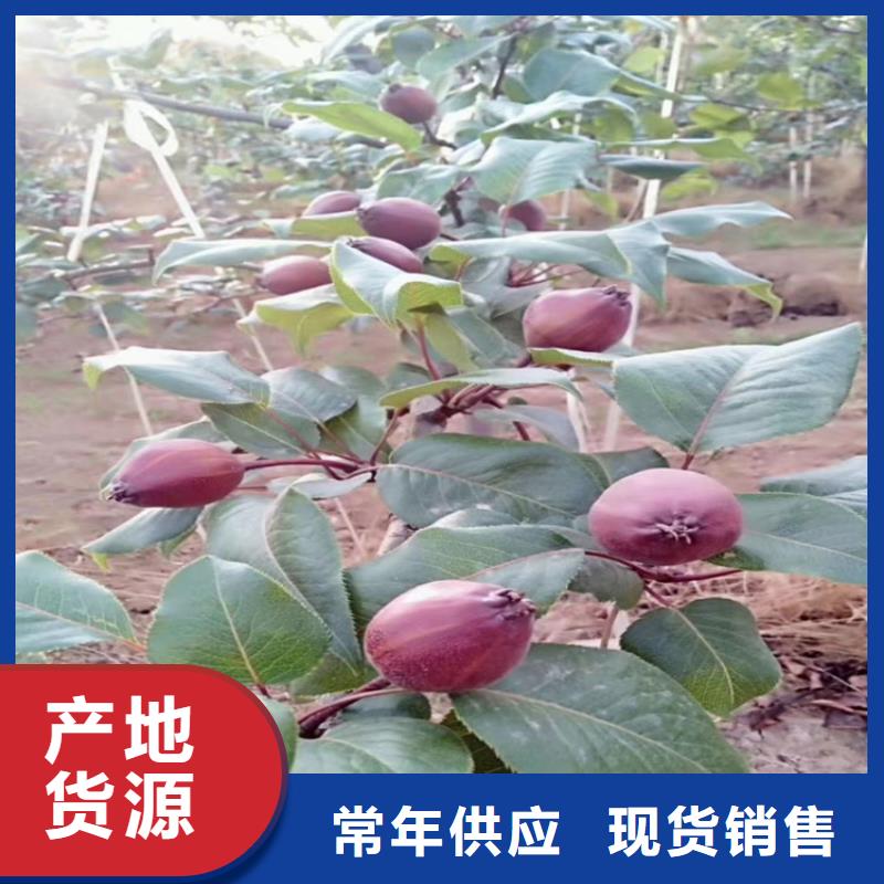 梨树,樱桃苗设备齐全支持定制