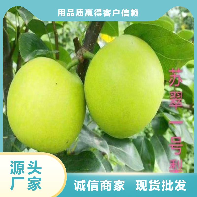梨树樱桃苗工厂直供