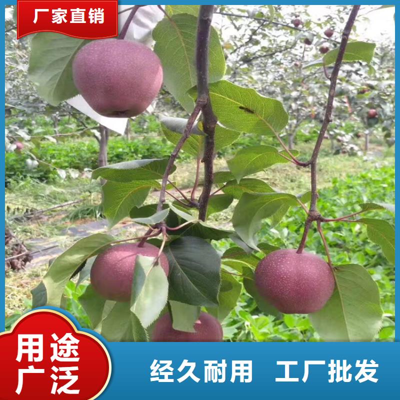 梨树【猕猴桃苗】甄选好厂家