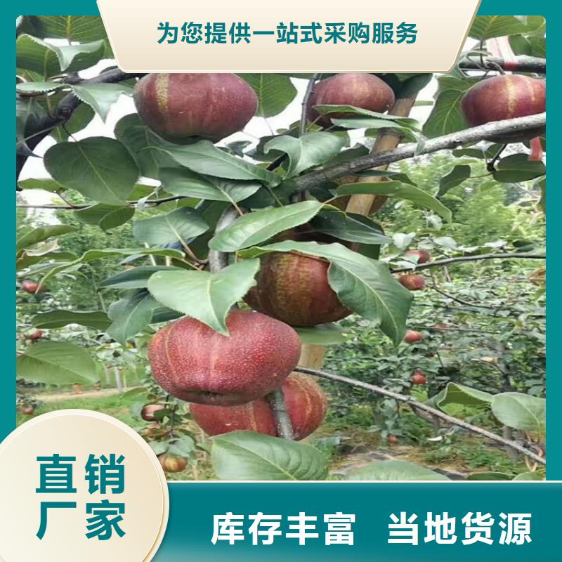 梨树【蓝莓苗】定制销售售后为一体