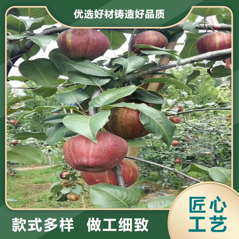 玛瑙红石榴苗视频-衡东|雁峰|永州|湘潭|怀化|湘西|株洲|邵阳|岳阳玛瑙红石榴苗免费获取报价-轩园园艺场(衡阳市分公司)