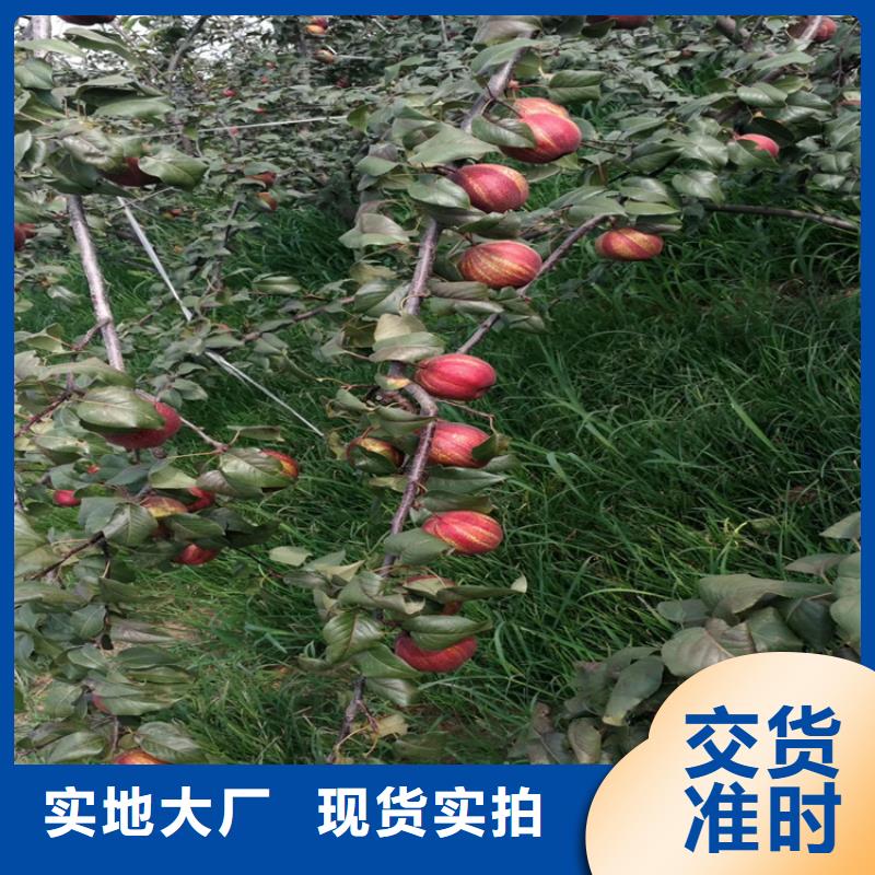 梨树_【苹果苗】现货销售-市场覆盖|衡南|南岳|娄底|张家界|常德|郴州|岳阳|怀化|株洲-阿奇乐乐