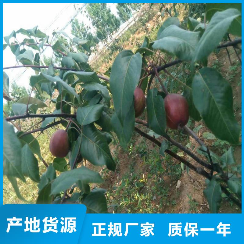 【梨树【猕猴桃苗】让客户买的放心】
