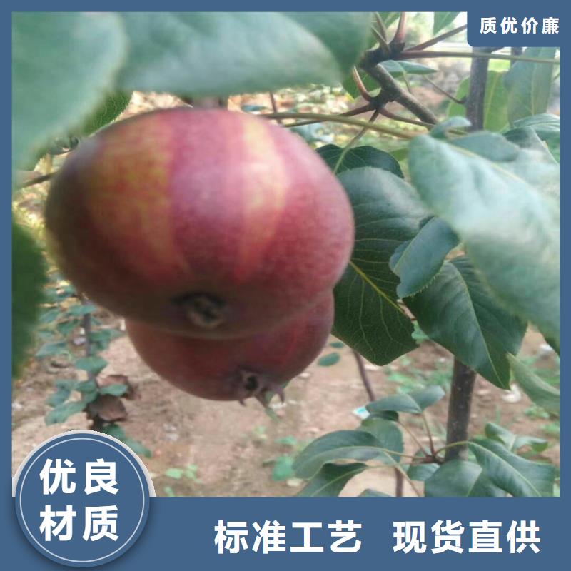 玛瑙红石榴苗视频-衡东|雁峰|永州|湘潭|怀化|湘西|株洲|邵阳|岳阳玛瑙红石榴苗免费获取报价-轩园园艺场(衡阳市分公司)