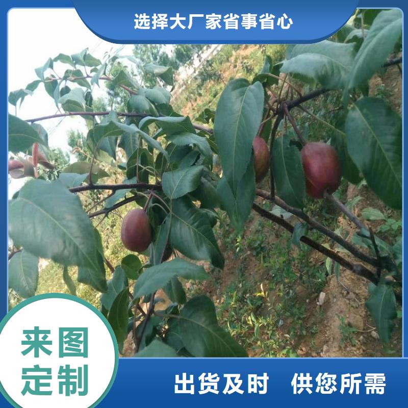 梨树板栗苗免费询价