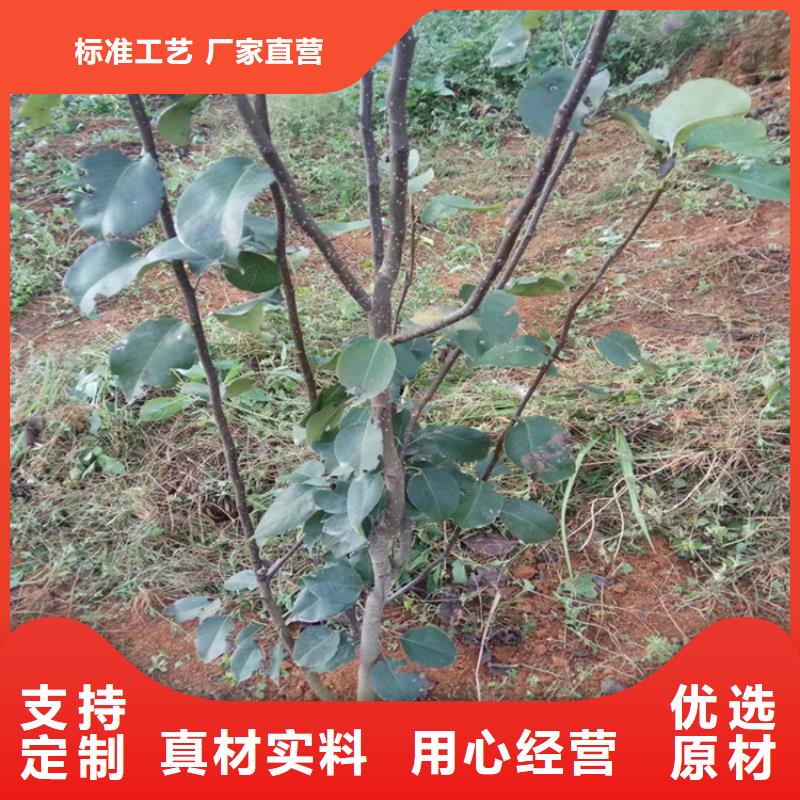 玛瑙红石榴苗视频-衡东|雁峰|永州|湘潭|怀化|湘西|株洲|邵阳|岳阳玛瑙红石榴苗免费获取报价-轩园园艺场(衡阳市分公司)