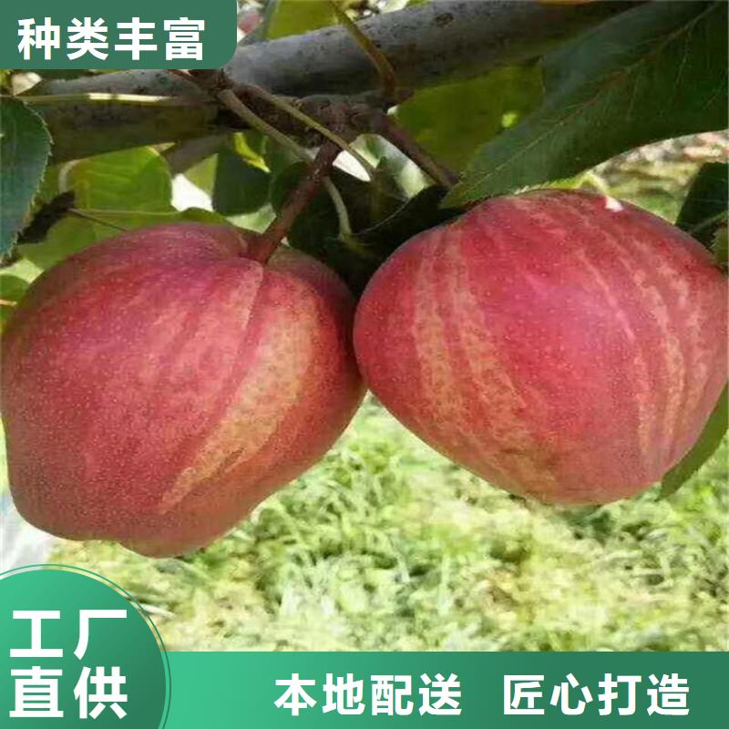 梨树,樱桃苗设备齐全支持定制