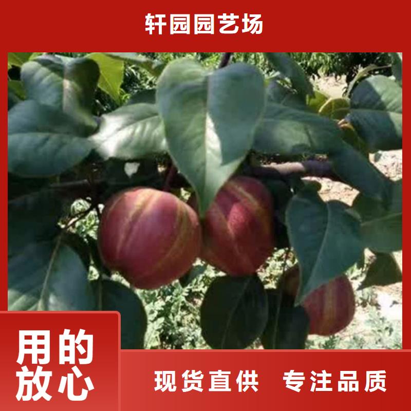 梨树樱桃苗客户满意度高