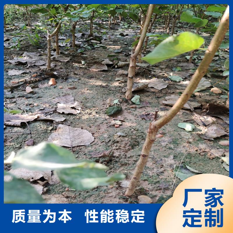 玛瑙红石榴苗-视频-玛瑙红石榴苗_广西省柳州市市场覆盖鱼峰|融安|桂林|防城港|百色|贺州等