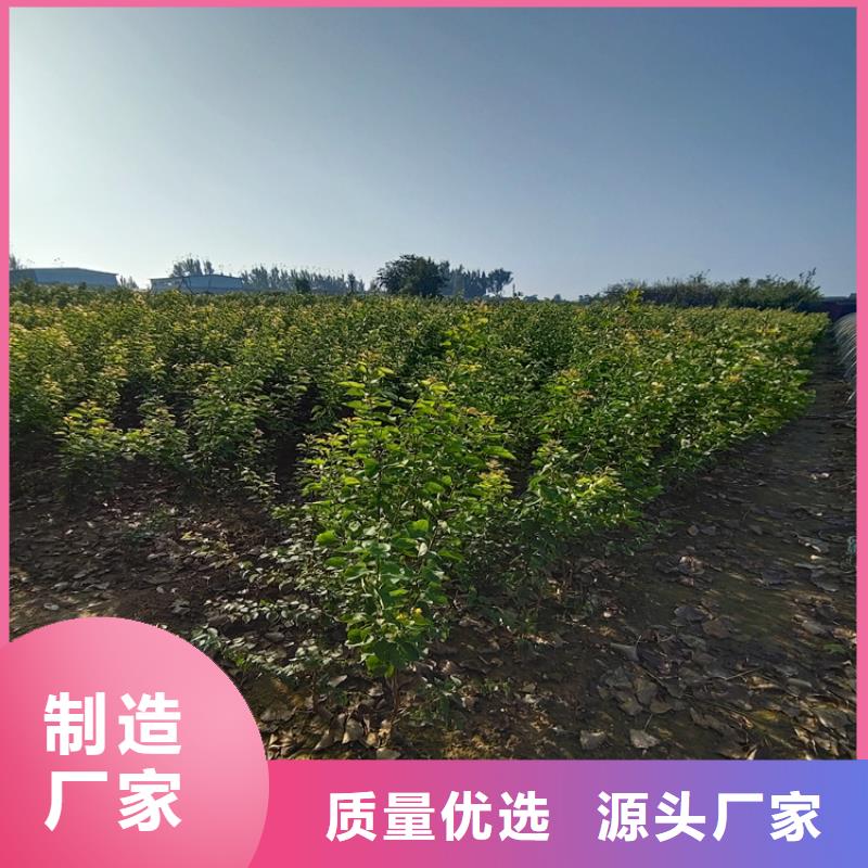 梨树【红石榴苗基地】厂家直销大量现货