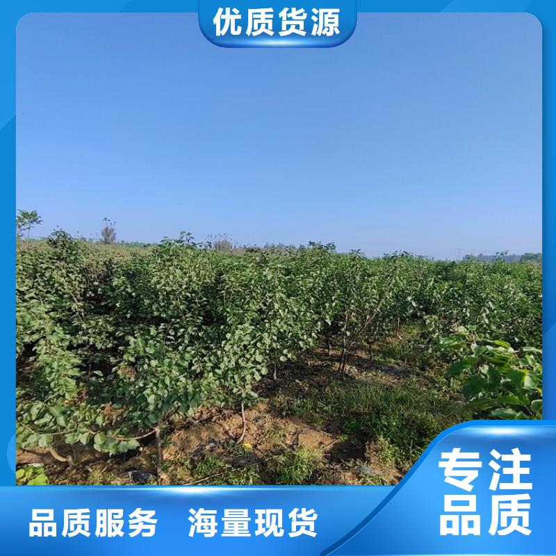 梨树【猕猴桃苗】甄选好厂家