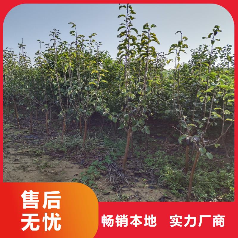 梨树樱桃苗客户满意度高