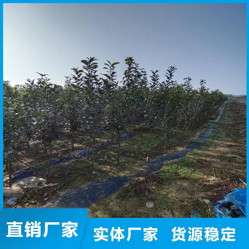 梨树_【苹果苗】现货销售-市场覆盖|衡南|南岳|娄底|张家界|常德|郴州|岳阳|怀化|株洲-阿奇乐乐