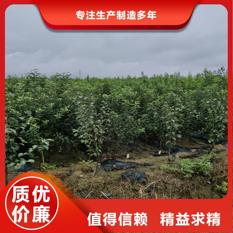 玛瑙红石榴苗-视频-玛瑙红石榴苗_广西省柳州市市场覆盖鱼峰|融安|桂林|防城港|百色|贺州等