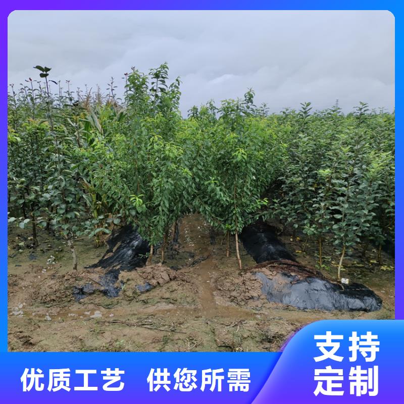 【梨树樱桃苗可定制有保障】