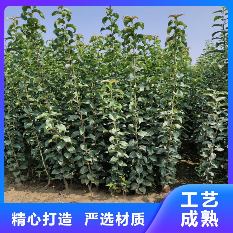 梨树_【苹果苗】现货销售-市场覆盖|衡南|南岳|娄底|张家界|常德|郴州|岳阳|怀化|株洲-阿奇乐乐