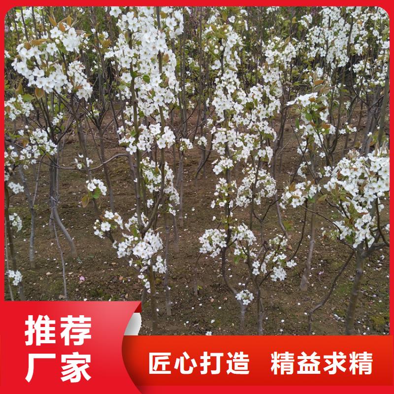 玛瑙红石榴苗-视频-玛瑙红石榴苗_广西省柳州市市场覆盖鱼峰|融安|桂林|防城港|百色|贺州等
