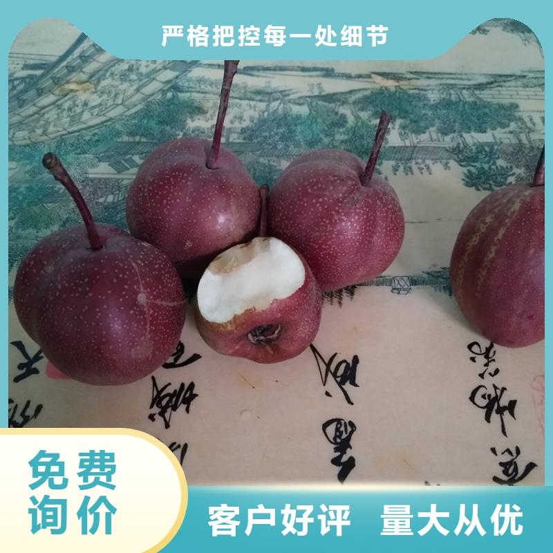 梨树桃树苗品牌专营