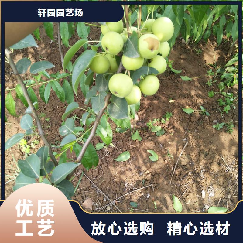 梨树李子苗产品细节参数