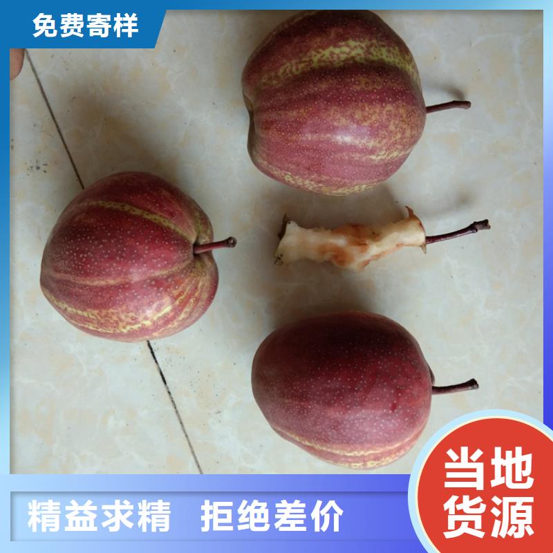 【 梨树_北美冬青细节决定成败】-轩园园艺场(柳州市分公司)