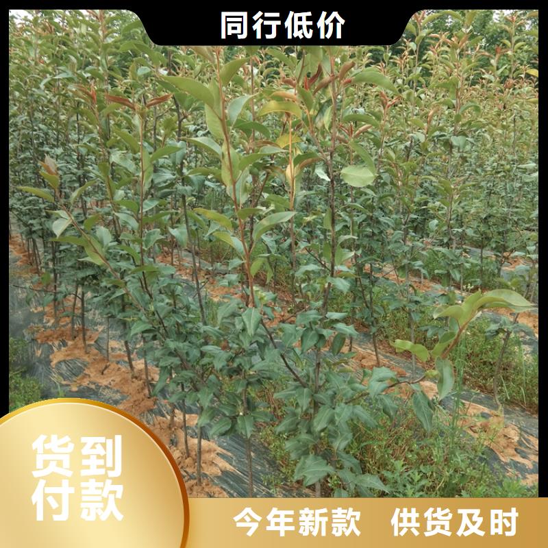 轩园【 梨树石榴树满足您多种采购需求】-业务覆盖区域|克拉玛依|乌鲁木齐|伊犁-阿奇乐乐