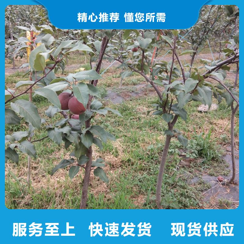 梨树_【苹果苗】现货销售-市场覆盖|衡南|南岳|娄底|张家界|常德|郴州|岳阳|怀化|株洲-阿奇乐乐