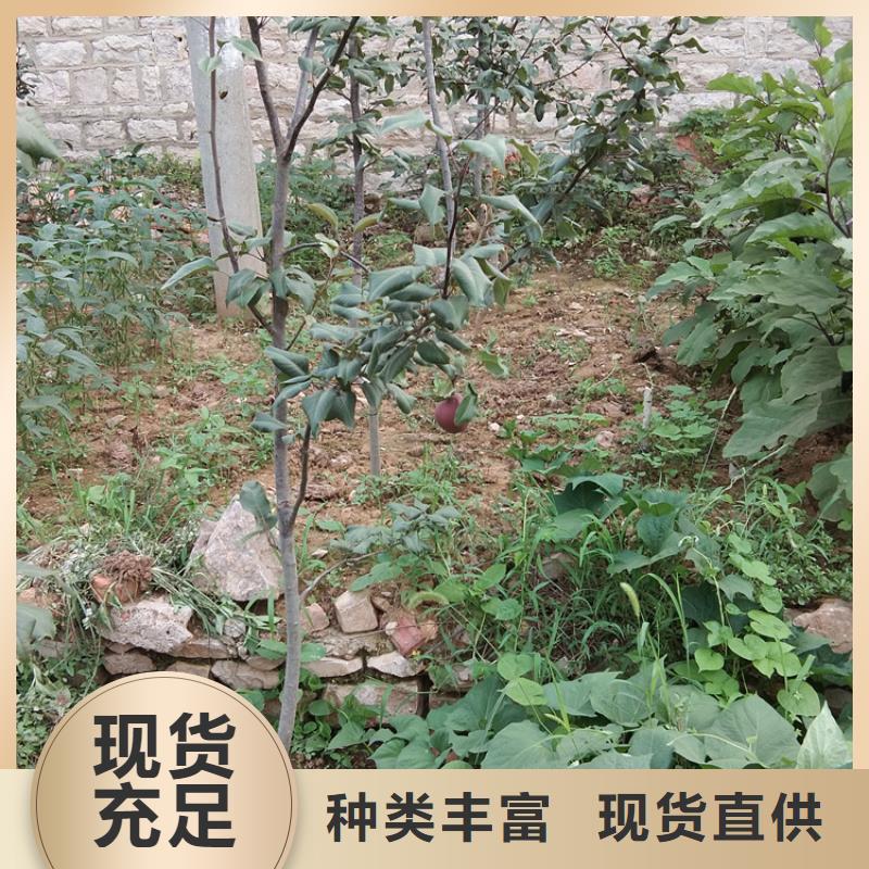 梨树,红石榴苗基地货到付款