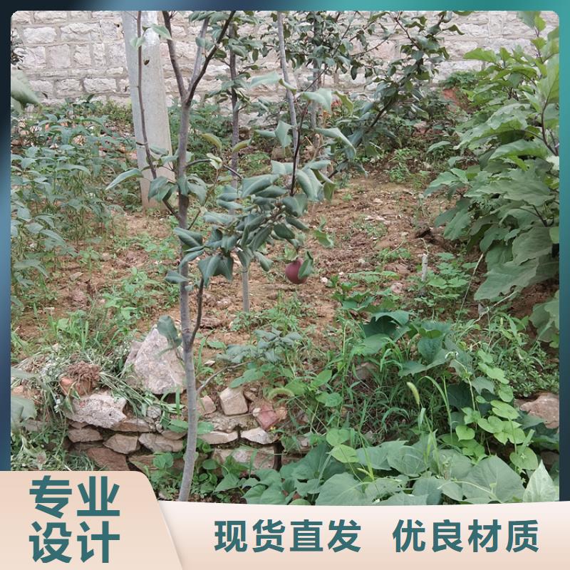 梨树李子苗产品细节参数