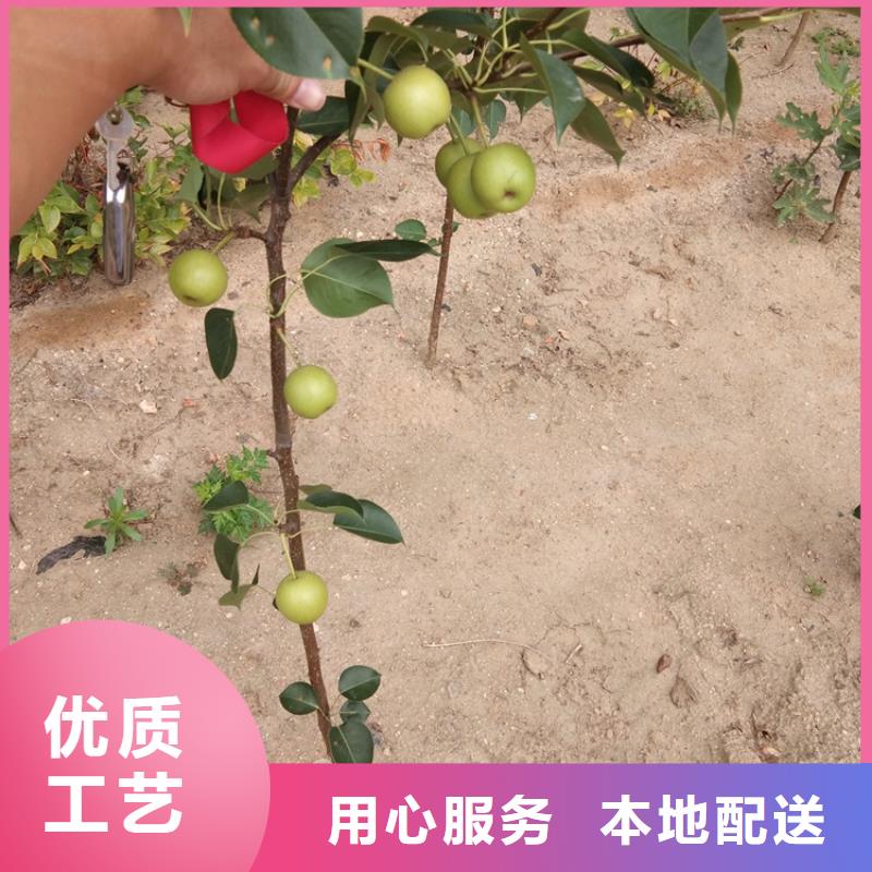 玛瑙红石榴苗-视频-玛瑙红石榴苗_广西省柳州市市场覆盖鱼峰|融安|桂林|防城港|百色|贺州等