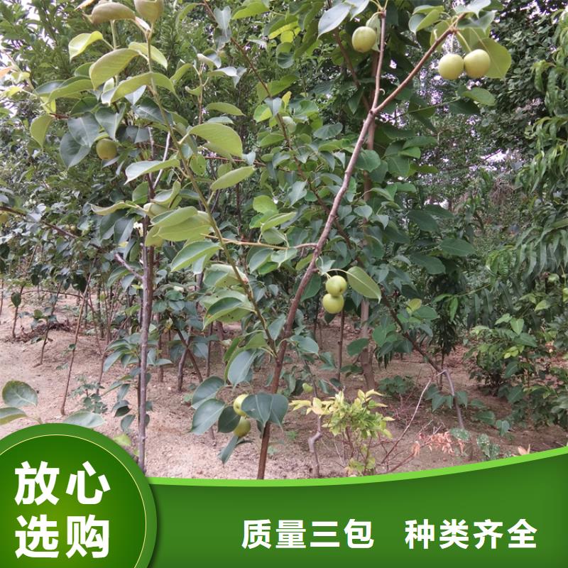 【 梨树_北美冬青细节决定成败】-轩园园艺场(柳州市分公司)